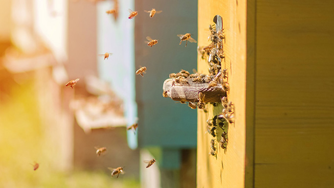 Ruches Aushopping Noyelles