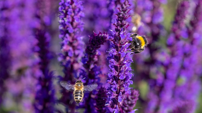 respect de la biodiversité - Aushopping Noyelles