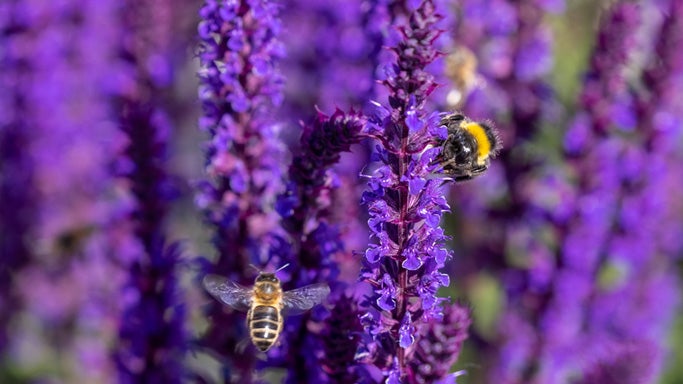 respect de la biodiversité - Aushopping Noyelles
